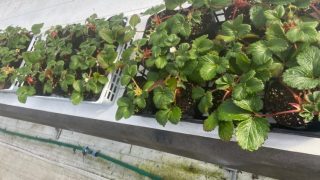 イチゴ苗　親株100株　お得パック イチゴ苗 親株100株 お得パック いちご苗 親株100株 発根済み